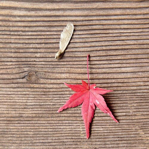 japan  toufuku-ji  maple leaf