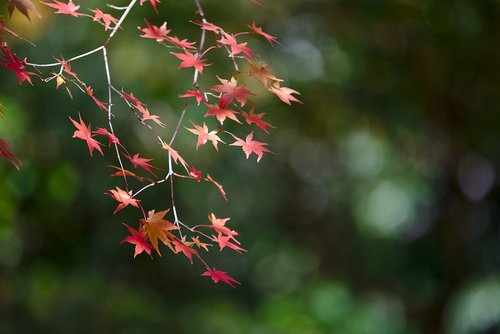 japan  kyoto  autumn
