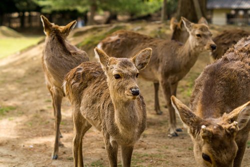 japan  nara  park