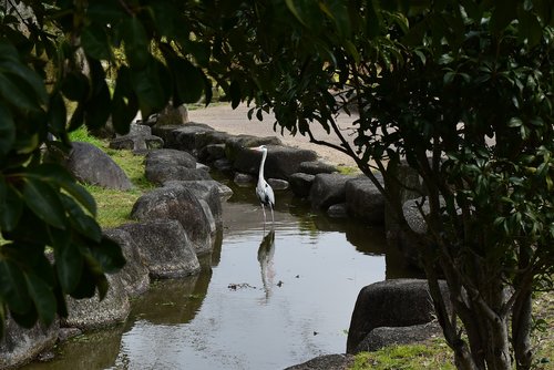 japan  nature  bird