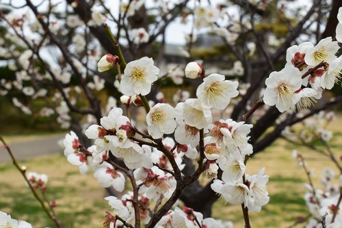 japan  spring  apple blossoms
