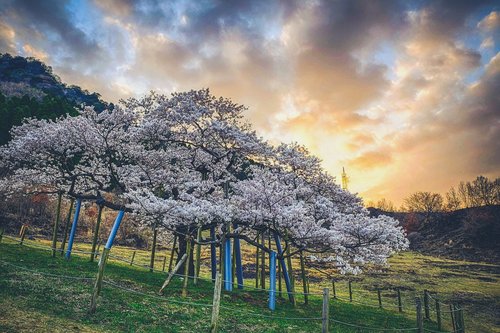japan  cherry blossoms  sunset