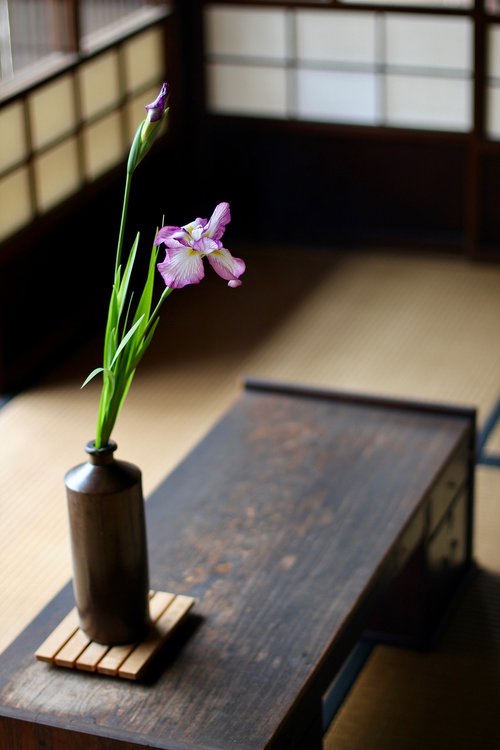 japan  iris  purple