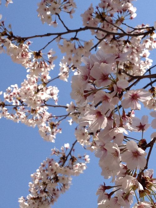 japan cherry blossom spring