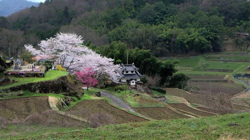 japan cherry countryside