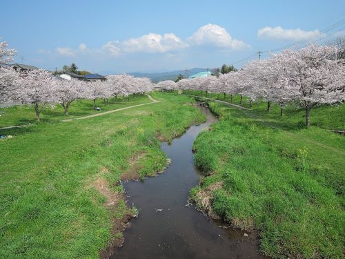 japan kumamoto cherry