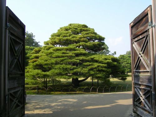 japan kyoto garden