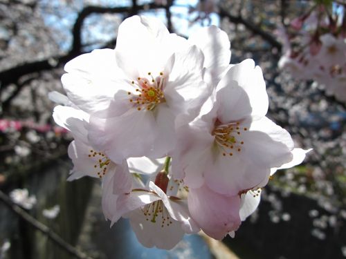 japan tokyo sakura