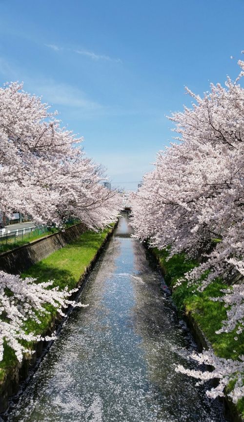 japan cherry blossoms blue sky
