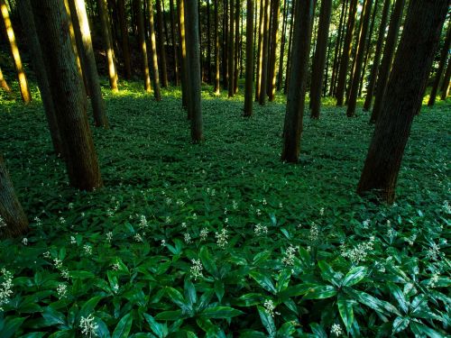 japan forest kumamoto