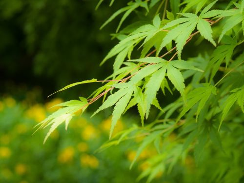 japan maple leaf