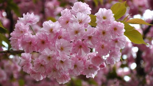 japan cherry spring flowering tree