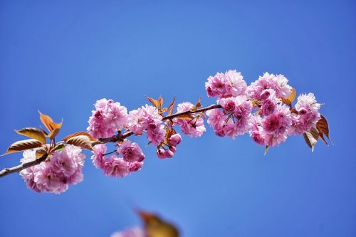 japan cherry tree tree flowers