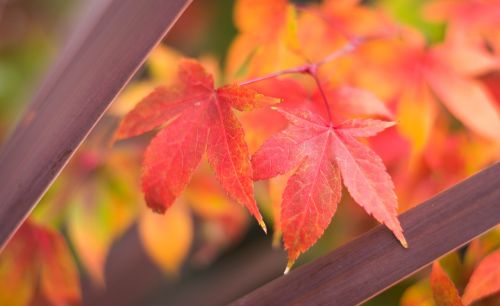 japan maple maple leaf autumn