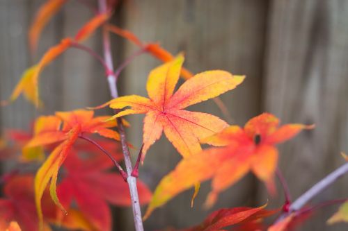 japan maple maple leaf autumn