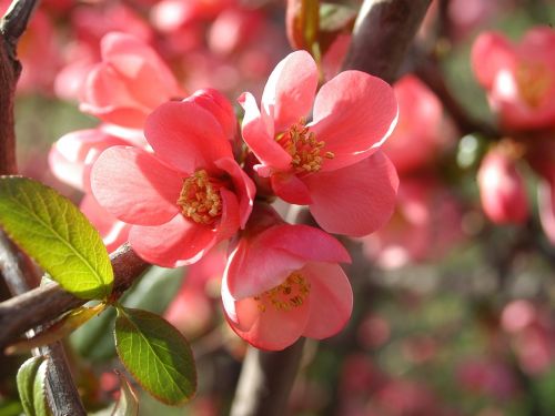 japan quince red triple