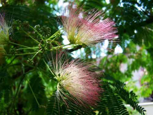 japan silk acacia mimosa pink flower