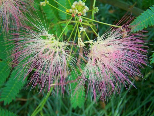 japan silk acacia pink flower nature