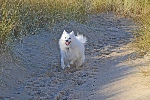 japanese spitz dog