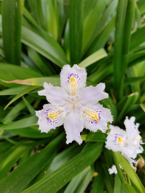 japanese iris flower
