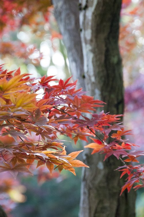 japanese  maple  autumn