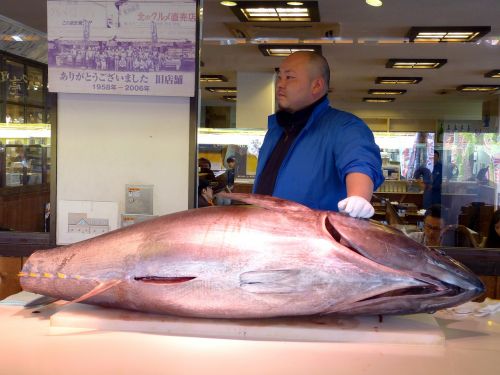 japanese tuna fish sushi