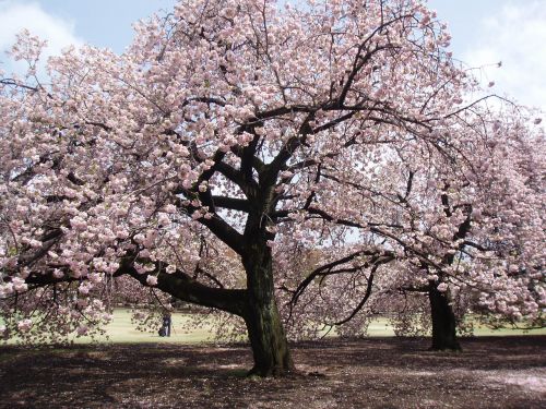 japanese blossom tree