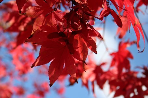 japanese acer tree  autumn leaves  red