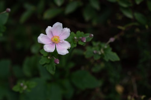 japanese anemone  flower  bloom