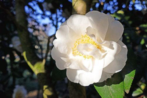 japanese camellia white large blooms