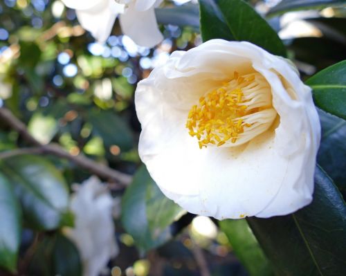 japanese camellia white large blooms