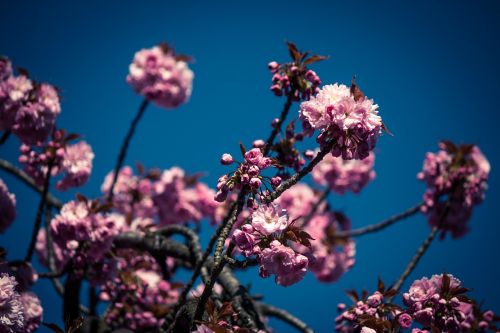japanese cherry prunus serrulata tree