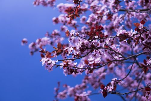 japanese cherry flowers pink