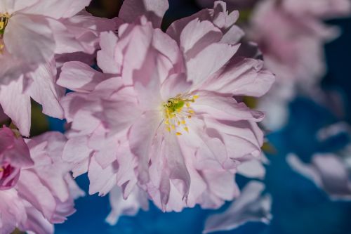japanese cherry blossom bloom
