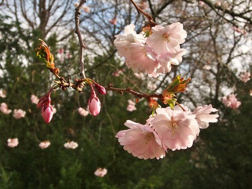 japanese cherry  flowers  bud