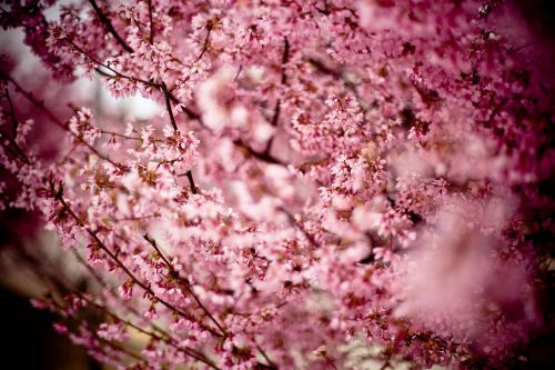 japanese cherry prunus serrulata hill cherry