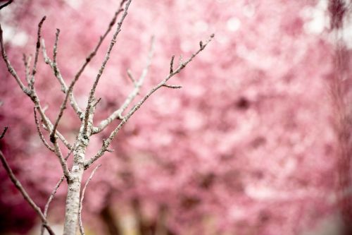 japanese cherry prunus serrulata hill cherry