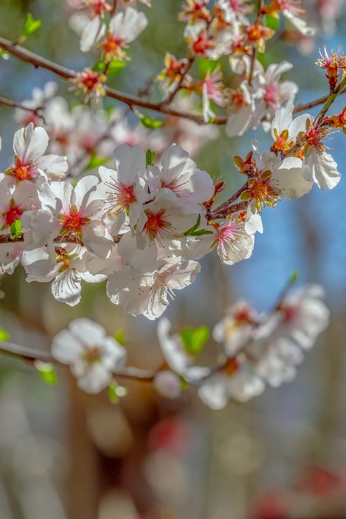 japanese cherry  tree  spring