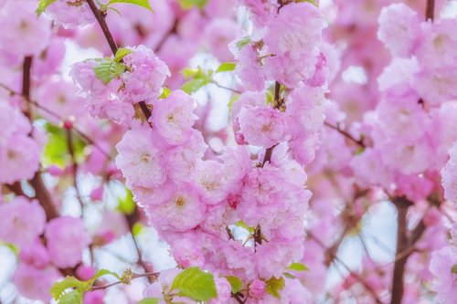japanese cherry  tree  spring