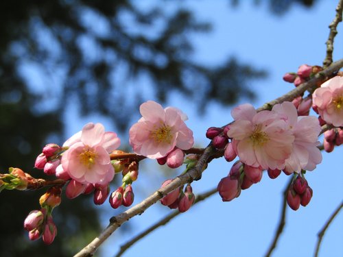 japanese cherry  spring  pink
