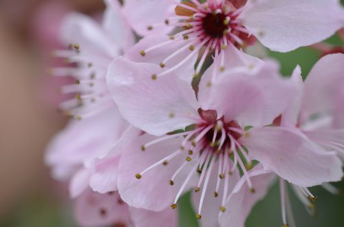 japanese cherry blossom spring blossom