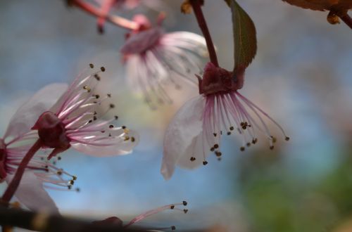 japanese cherry blossom cherry blossom spring