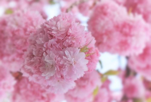 japanese cherry blossom japanese cherry spring