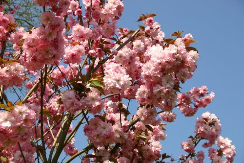 japanese cherry blossom  garden  ornamental cherry