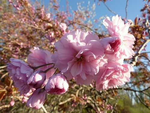 japanese cherry blossom prunus serrulata ornamental cherry