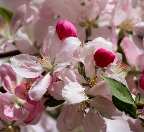 japanese cherry blossoms pink flowers flowering tree