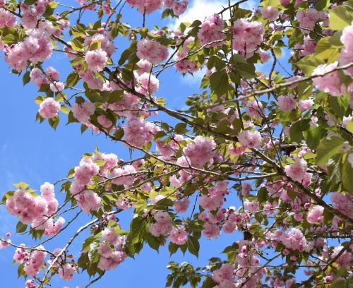 japanese cherry blossoms japanese cherry tree tree