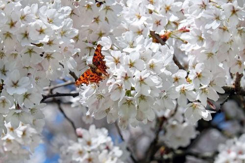 japanese cherry trees flowers white