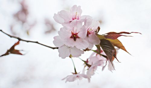 japanese cherry trees japanese flowering cherry spring flower