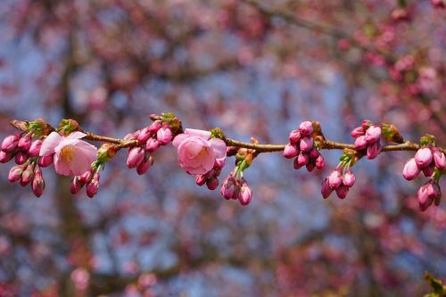 japanese cherry trees bud branch